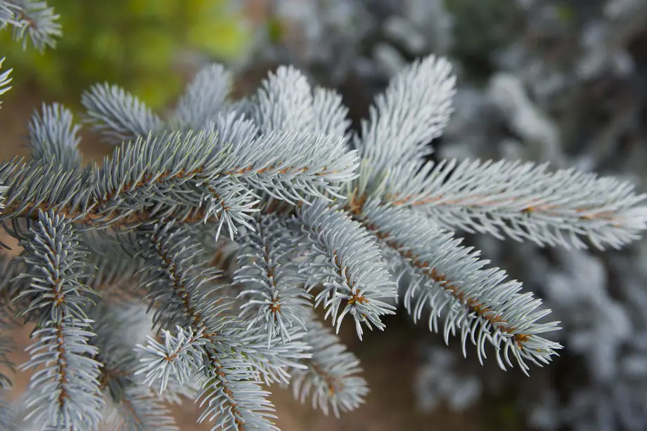 Ель колючая Хупси (Picea pungens Hoopsii)